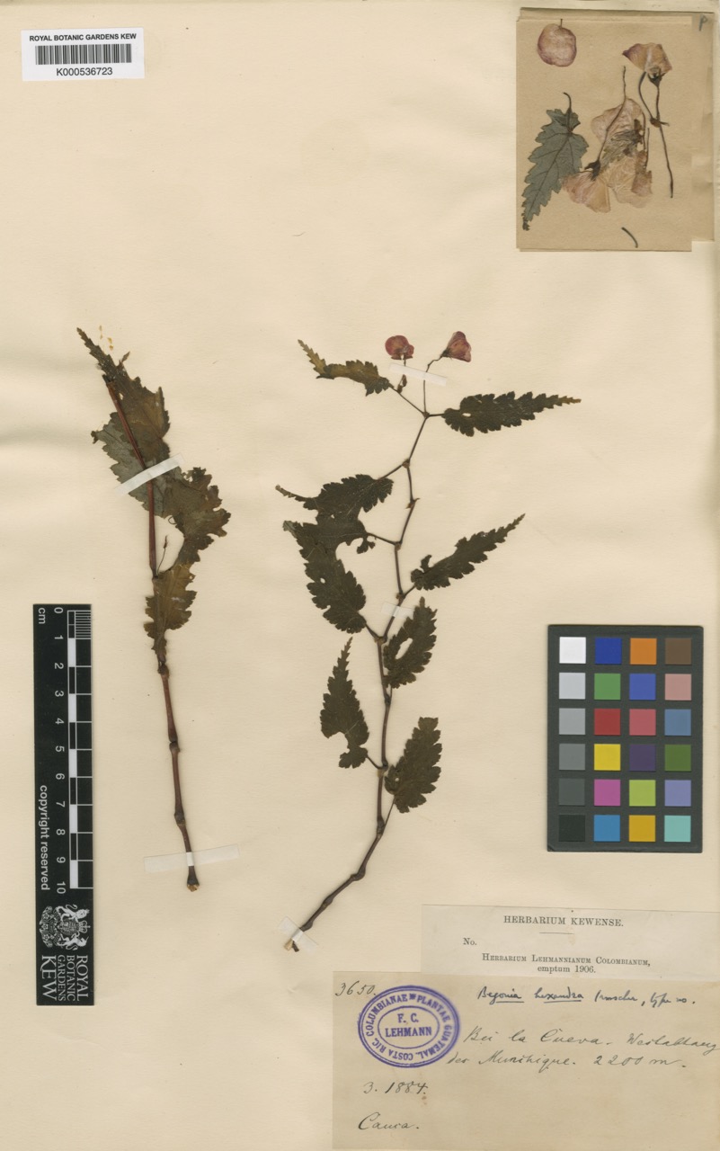 B. hexandra